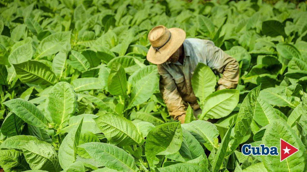The Aroma of Habanos: Nature & Tradition in Viñales photo 8