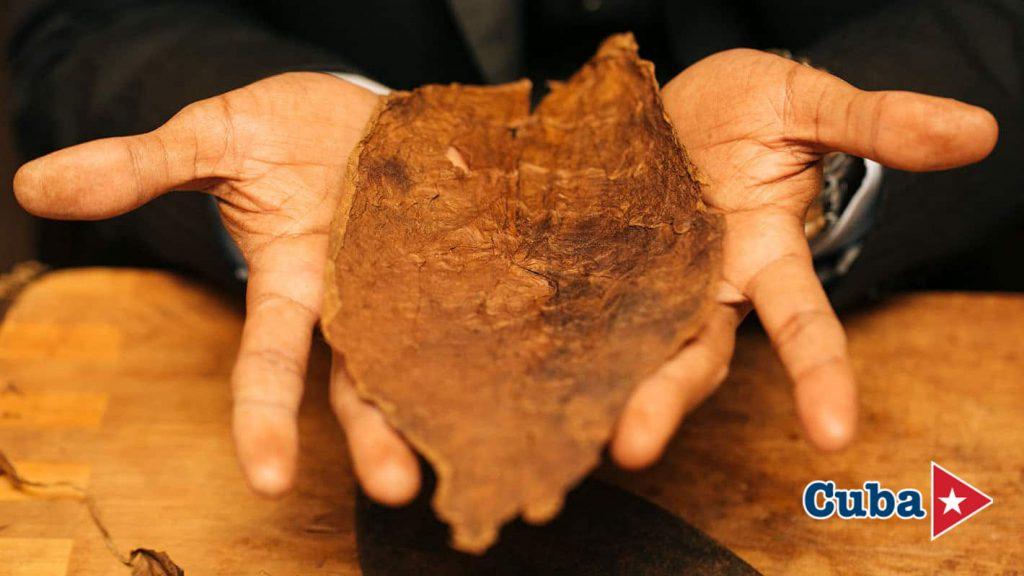 The Aroma of Habanos: Nature & Tradition in Viñales photo 7