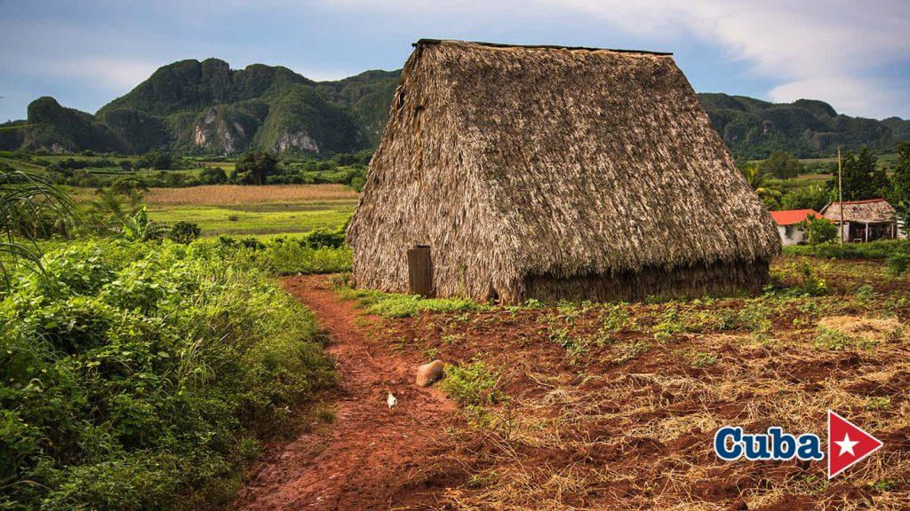 The Aroma of Habanos: Nature & Tradition in Viñales photo 6