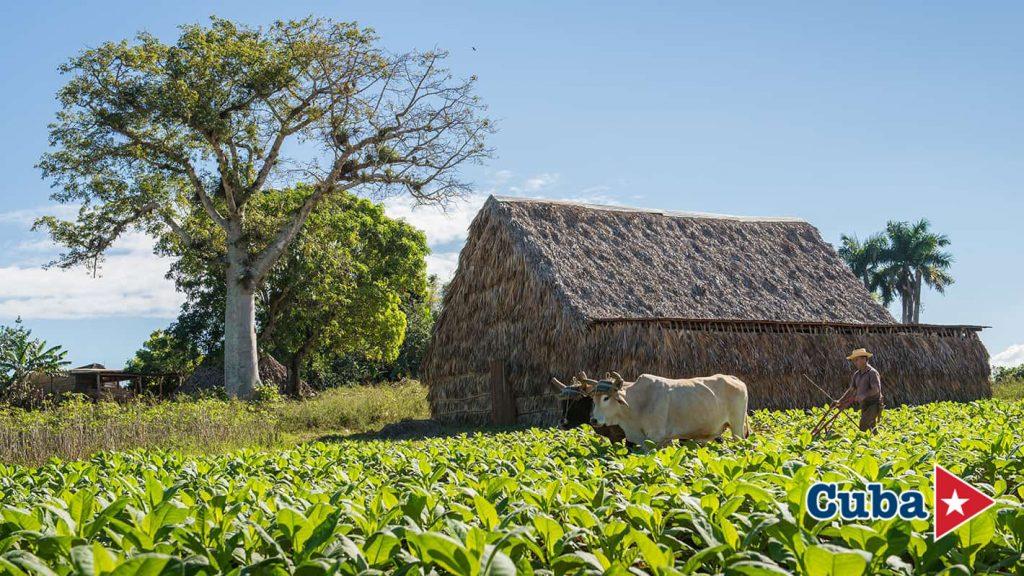 The Aroma of Habanos: Nature & Tradition in Viñales photo 5